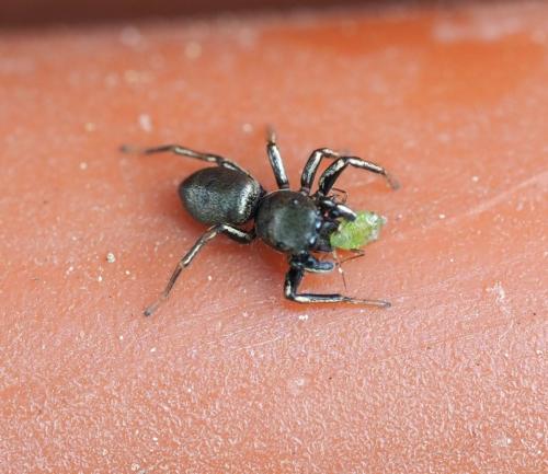 Heliophanus cupreus